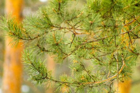 Beautiful winter background. Nice fir branches.