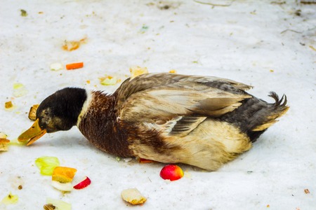 Duck in the snow.の写真素材