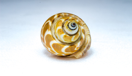 sea shell isolated on white