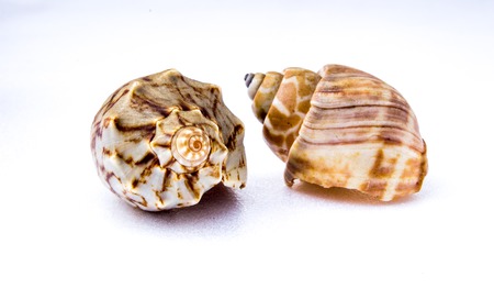 sea shell isolated on whiteの写真素材