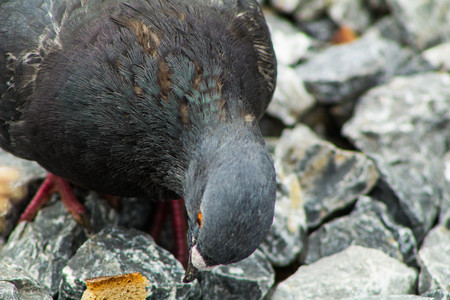 Feral Pigeonの写真素材