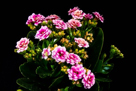 Pink flowerの写真素材