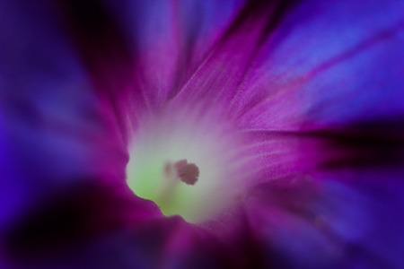 Purple flower close-upの写真素材