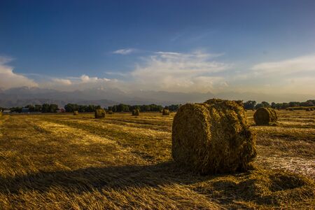 Field with hayの写真素材