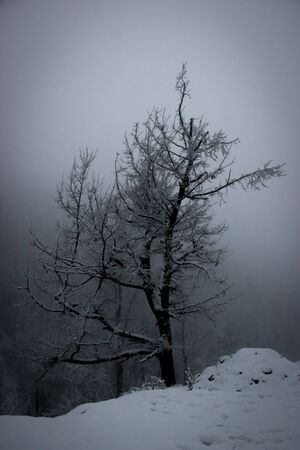 Lonely tree monochromeの写真素材