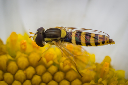 Bee on the flowerの写真素材