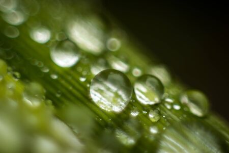 Rain drops close-upの写真素材