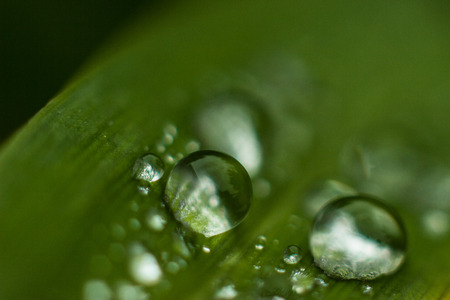 Water drops after the rainの写真素材