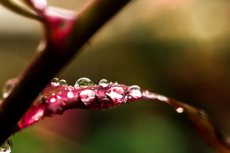 Raindrops close-upの写真素材