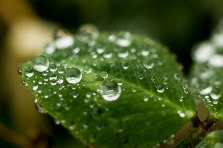 Raindrops close-upの写真素材
