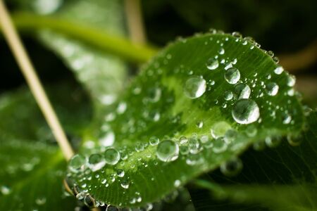 Raindrops close-upの写真素材