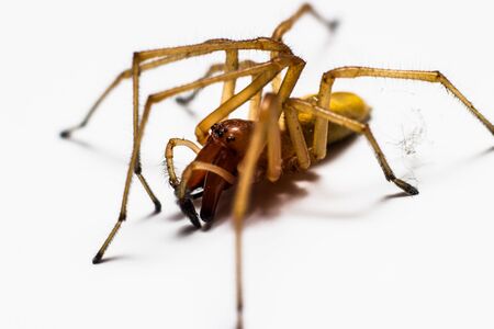 Spider on the white surfaceの写真素材