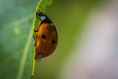 Ladybugの写真素材