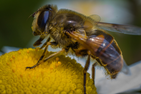 Bee on the flowerの写真素材