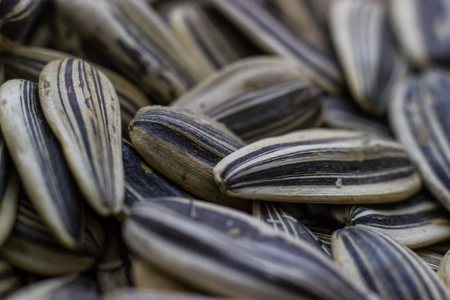 Sunflower Seeds Macroの写真素材