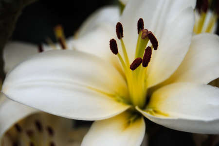 One white yellow flower close-upの写真素材