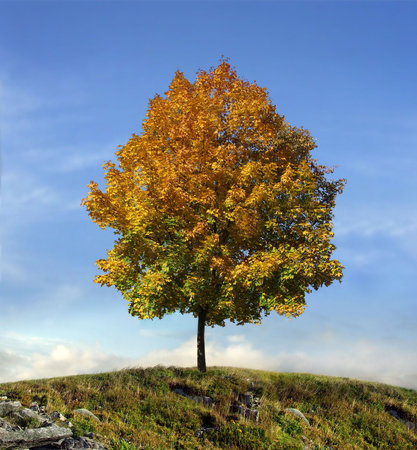 Autumn symbolの写真素材