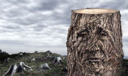 Dying woodsの写真素材