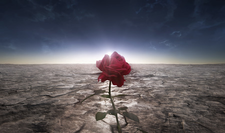 A picture of the rose flower grown in a dusty lifeless desertの写真素材