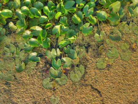 Closeup picture of the bog plantsの写真素材