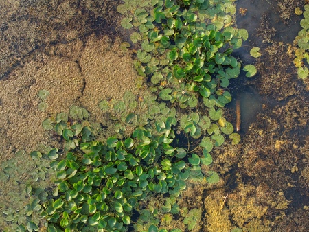 Top view of the swamp surface with brown and green plantsの写真素材