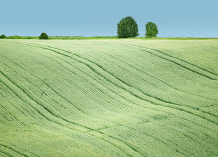 A picture of the wavy grain field