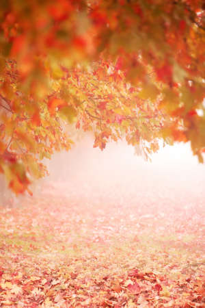 A picture of the foggy autumn park. Shallow depth of fieldの写真素材