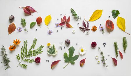 Creative arrangment made of autumn leaves.の写真素材