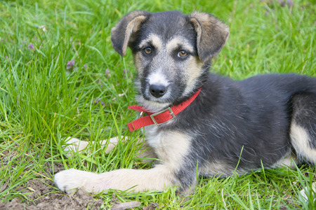 Little cute dog lying on the grass.の写真素材