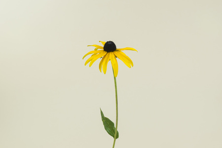 Yellow flower on light yellow background.の写真素材