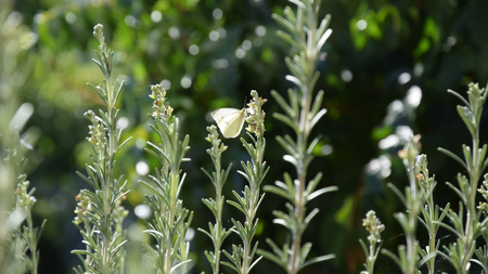 Elegant yellow butterfly on rosemary branch.の写真素材
