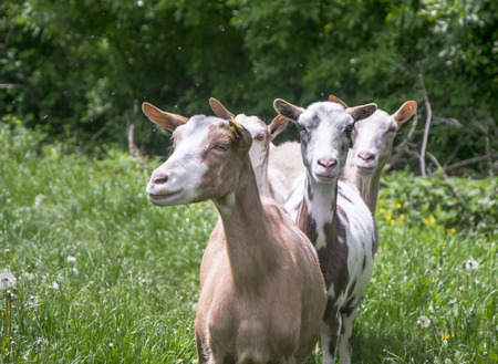 Goats in nature.の写真素材