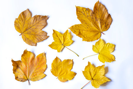 Numerous yellow maple leafs as an autumn symbol. Isolated on white.の写真素材