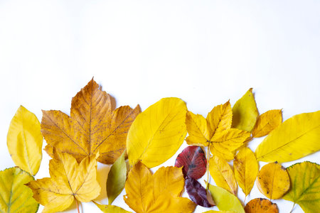 Various yellow leafs isolated on white background with copy space