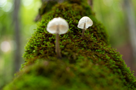 White and elegant porcelain mushrooms growing on dead tree trunkの写真素材