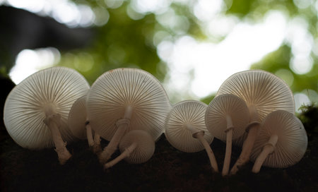 White and elegant porcelain mushrooms growing on dead tree trunk