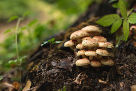 Hypholoma fasciculare, sulphur tuft or clustered woodlover, is a common woodland mushroom. This fungus grows in large clumps. It is bitter and poisonousの写真素材
