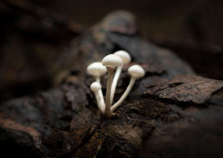 White and elegant porcelain mushrooms growing on dead tree trunkの写真素材