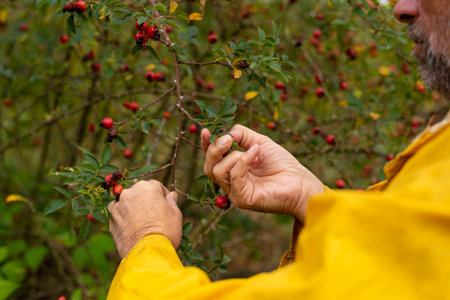Male's hand collecting rose hip from branch on autumn dayの写真素材