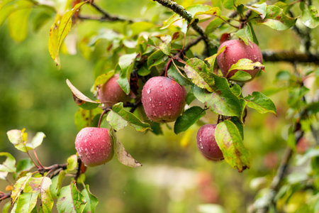 Close up photo of delicious red apples on tree.
