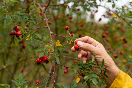 Male's hand collecting rose hip from branch on autumn dayの写真素材