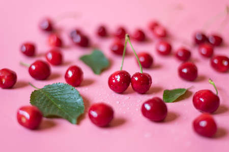 Fresh and delicious cherries with water drops on pink background
