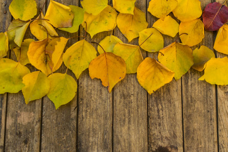 Yellow autumn leaves on old wooden background with place for text.の写真素材