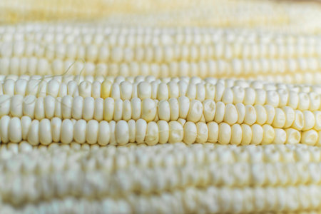 Full frame and selective focus photo of fresh, organic corn.の写真素材