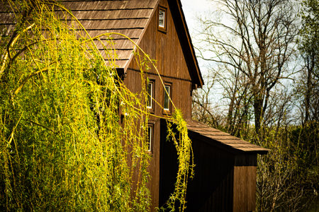 Old wooden house in the forest. Spring time. No: D.