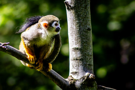 Squirrel monkey sitting on a tree branch in the forest, close-upの写真素材
