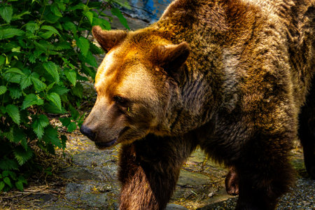 brown bear in the forest, close-up portrait of a wild animalの写真素材