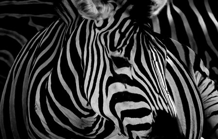 Zebra in black and white, closeup of animal skin.の写真素材