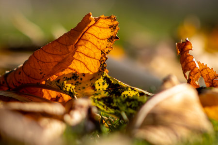 Autumn leaves on the grass in the park. Selective focusの写真素材