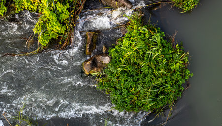 Small waterfall in the forest with green plants in the water. Nature background